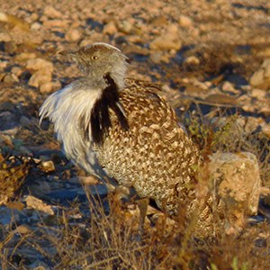 Male Houbara Bustard - Chlamydotis undulata fuertaventurae © John Muddeman